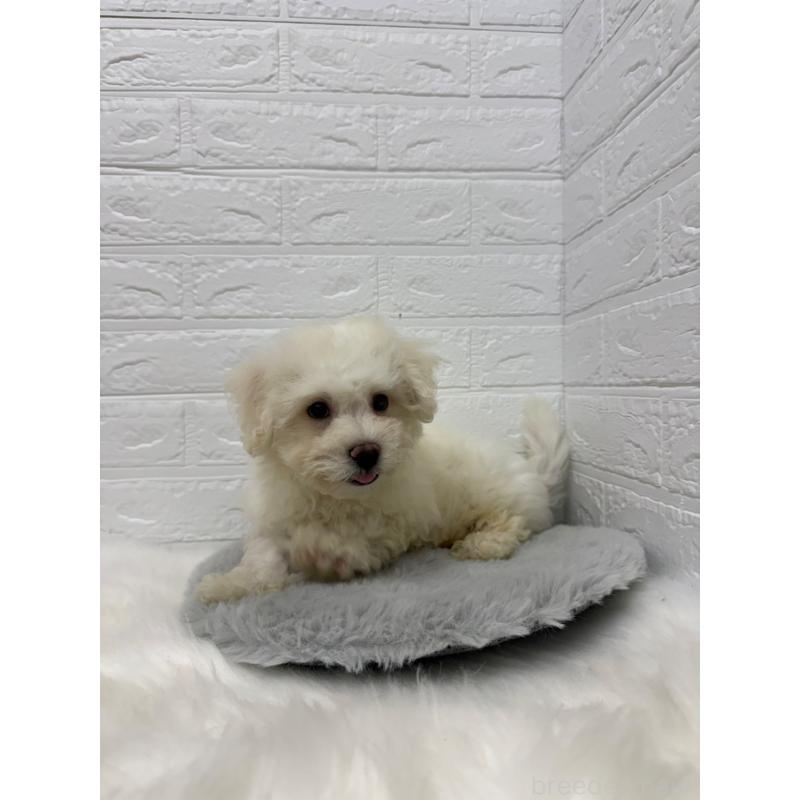 販売中の岡山県のビションフリーゼ-426274の7枚目