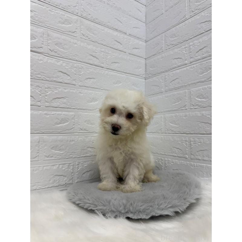 販売中の岡山県のビションフリーゼ-426274の6枚目