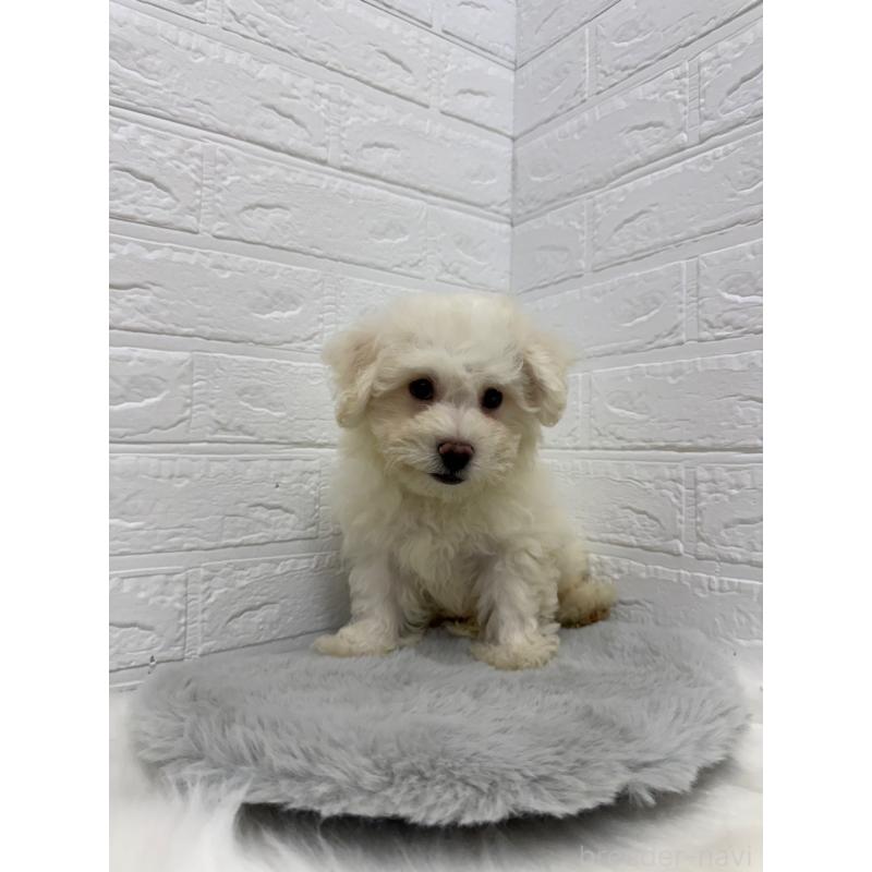 販売中の岡山県のビションフリーゼ-426274の4枚目