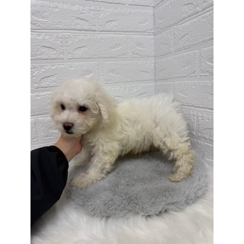 販売中の岡山県のビションフリーゼ-426274の5枚目