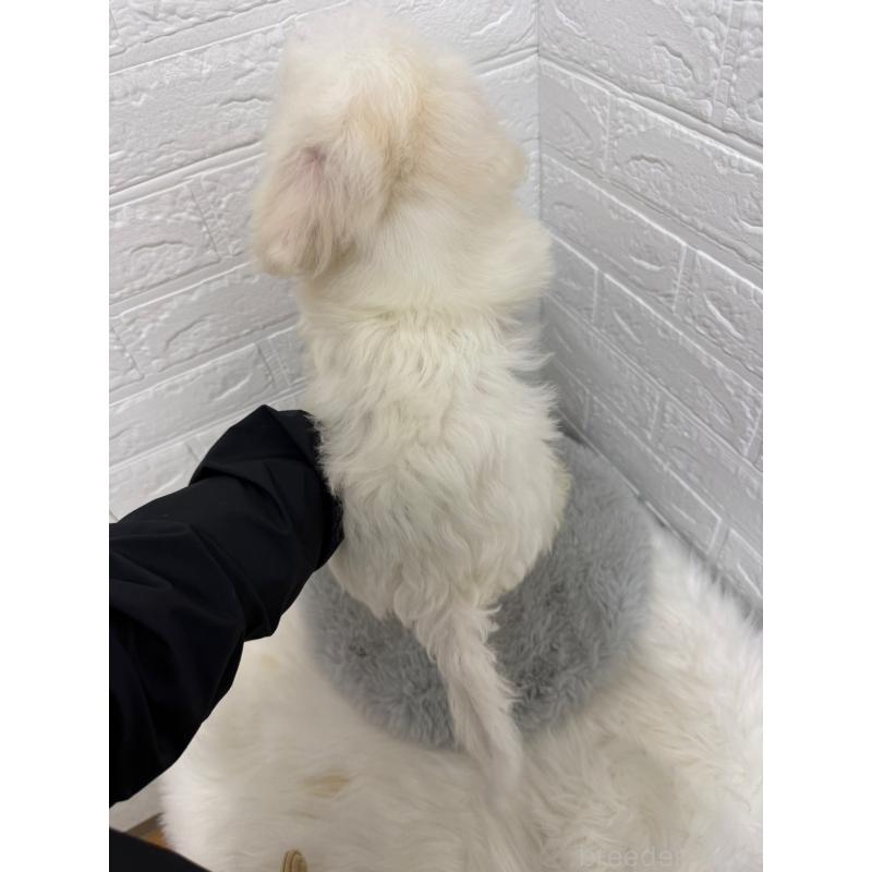 販売中の岡山県のビションフリーゼ-426274の3枚目