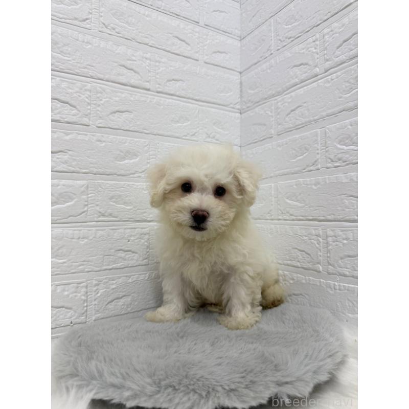 販売中の岡山県のビションフリーゼ-426274の2枚目