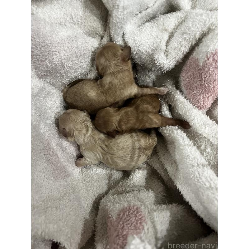 販売中の三重県のマルプー:マルチーズ×トイプードル-426276の2枚目