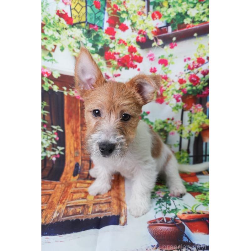 販売中の愛知県のジャックラッセルテリア-409365の3枚目