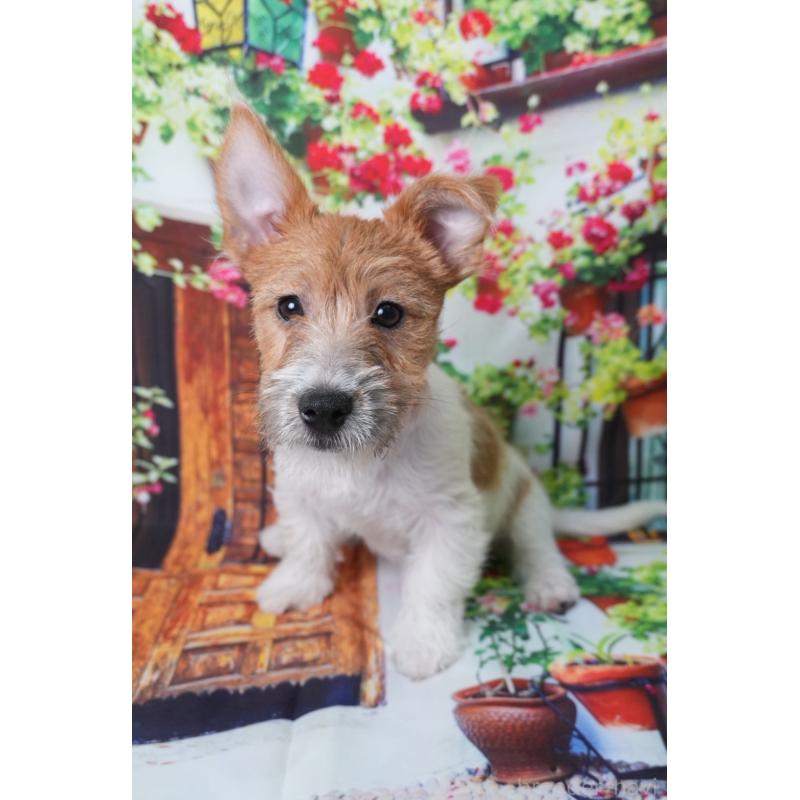 販売中の愛知県のジャックラッセルテリア-409365の2枚目