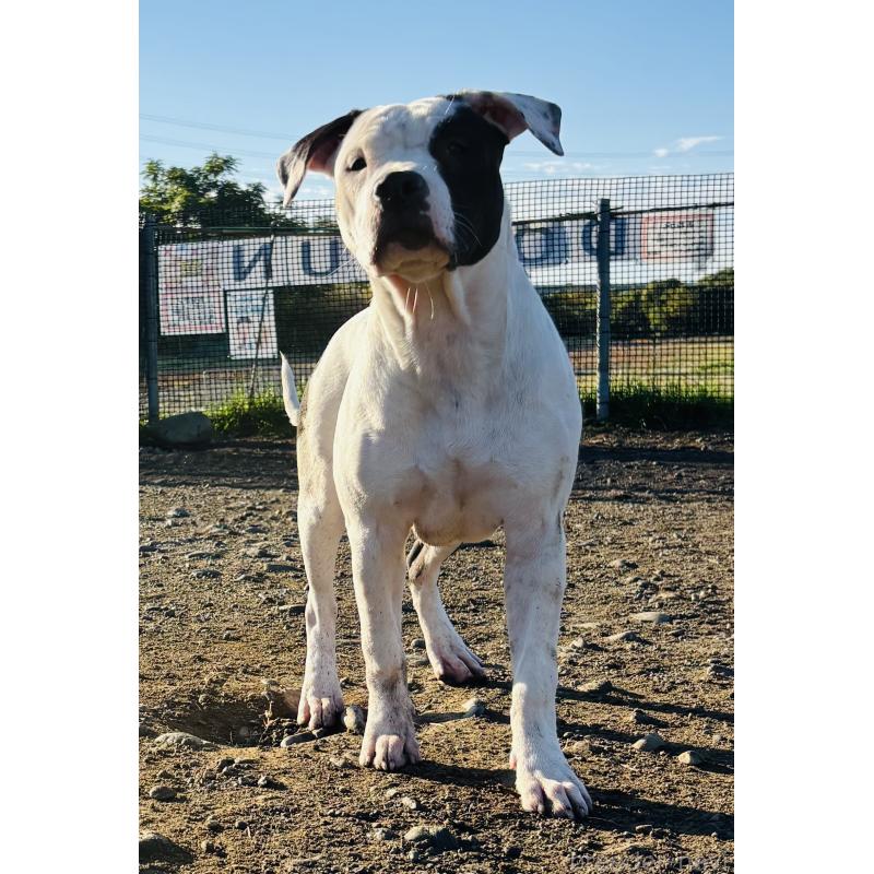 販売中の神奈川県のアメリカンピットブルテリア-390467