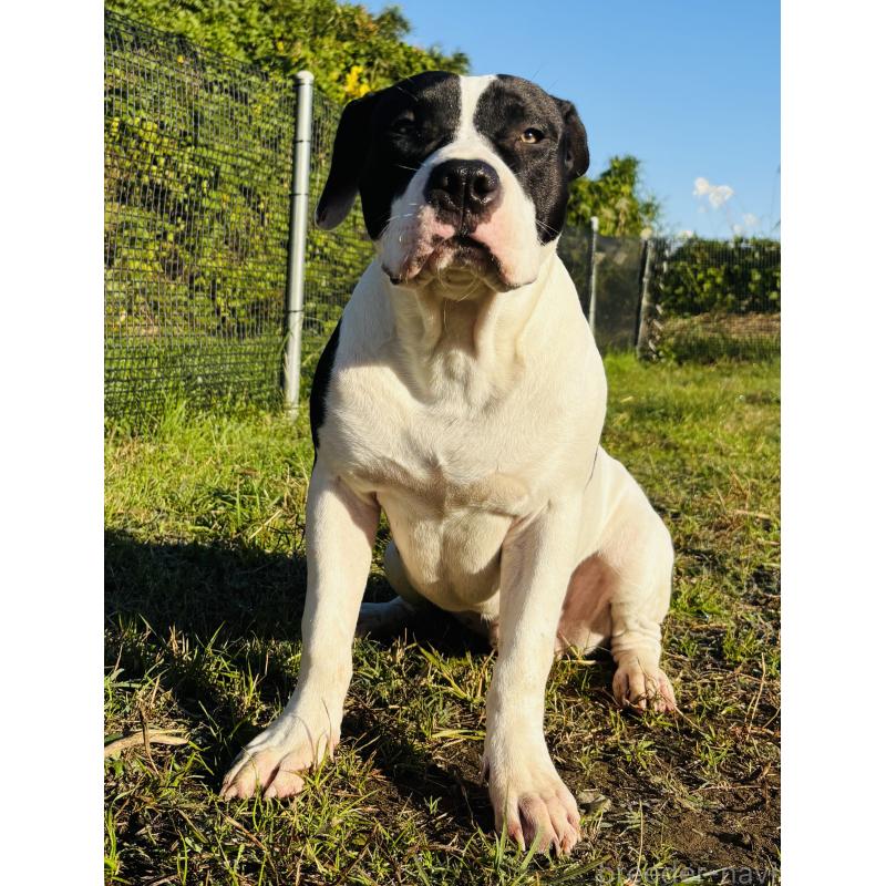 販売中の神奈川県のアメリカンピットブルテリア-417042の1枚目