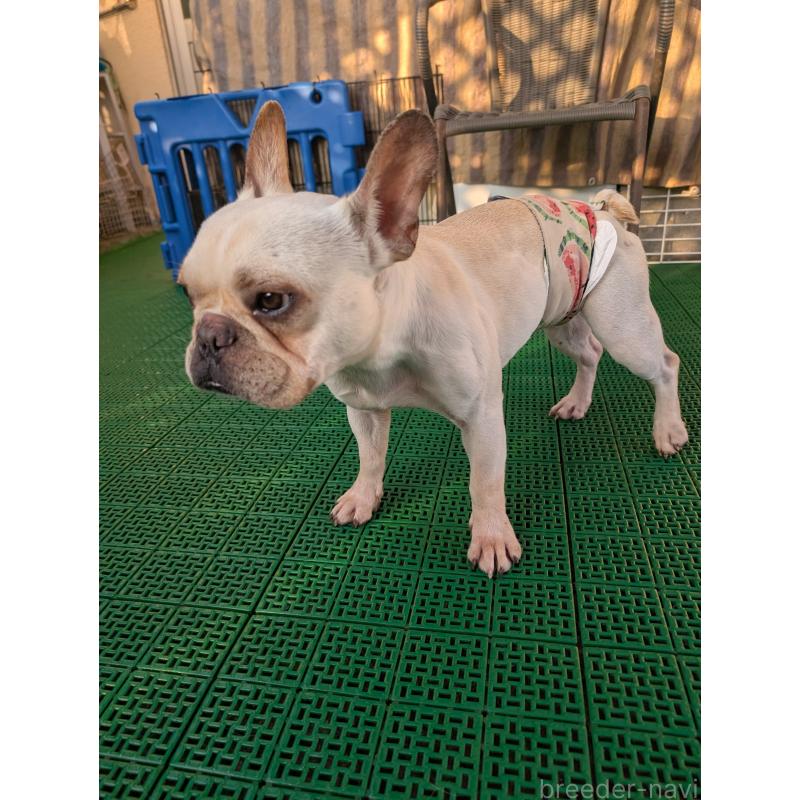 販売中の岡山県のフレンチブルドッグ-426281の8枚目