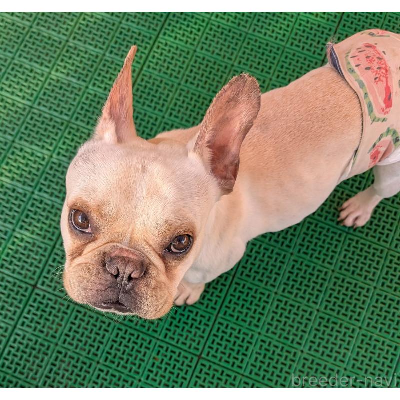 販売中の岡山県のフレンチブルドッグ-426281の7枚目