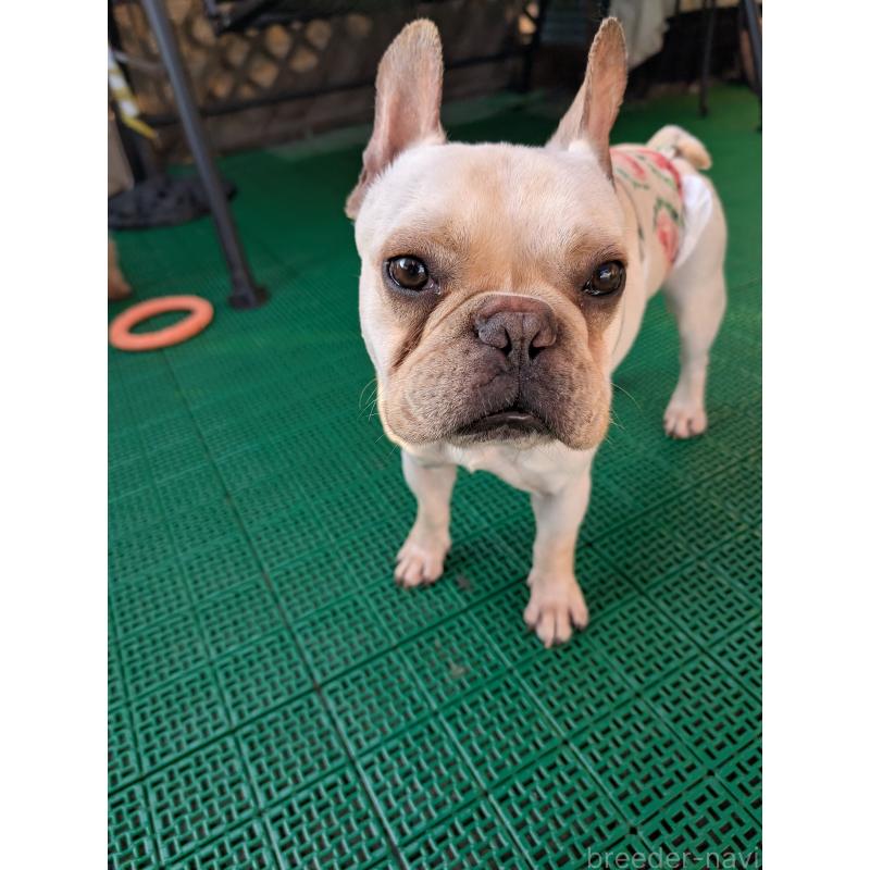 販売中の岡山県のフレンチブルドッグ-426281の6枚目