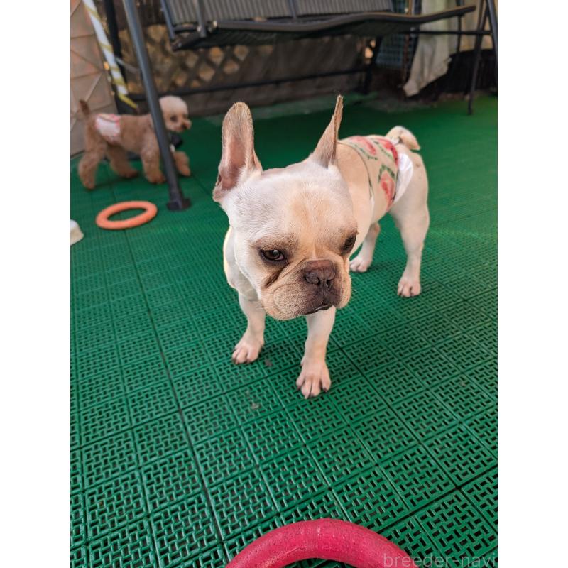販売中の岡山県のフレンチブルドッグ-426281の4枚目