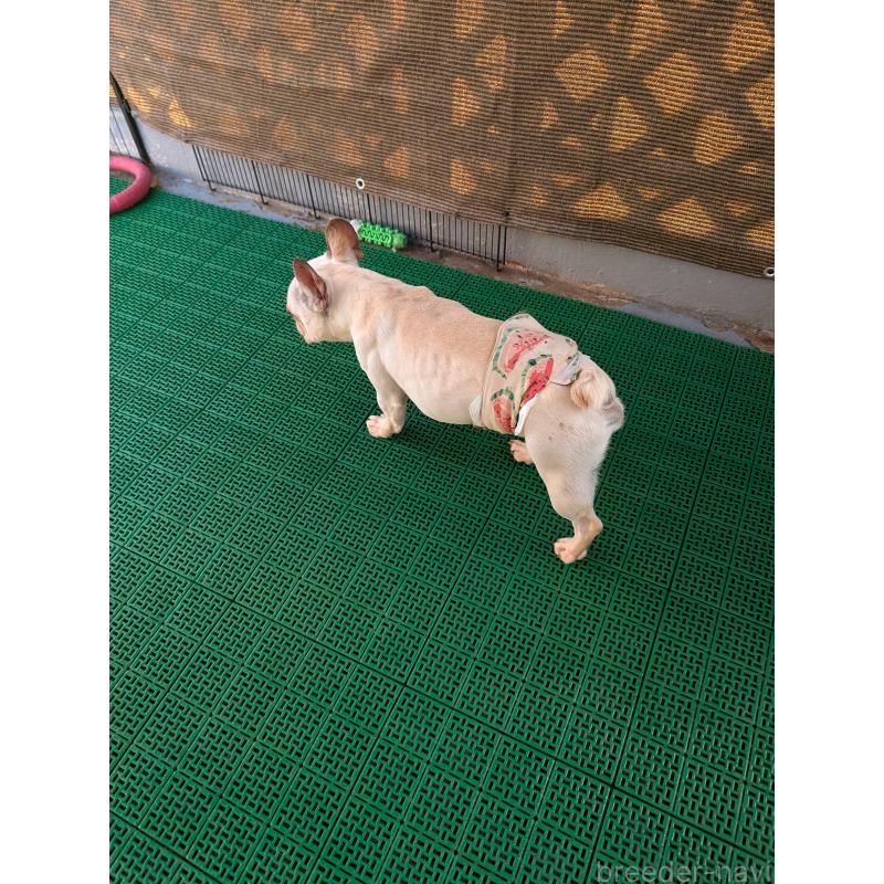 販売中の岡山県のフレンチブルドッグ-426281の2枚目