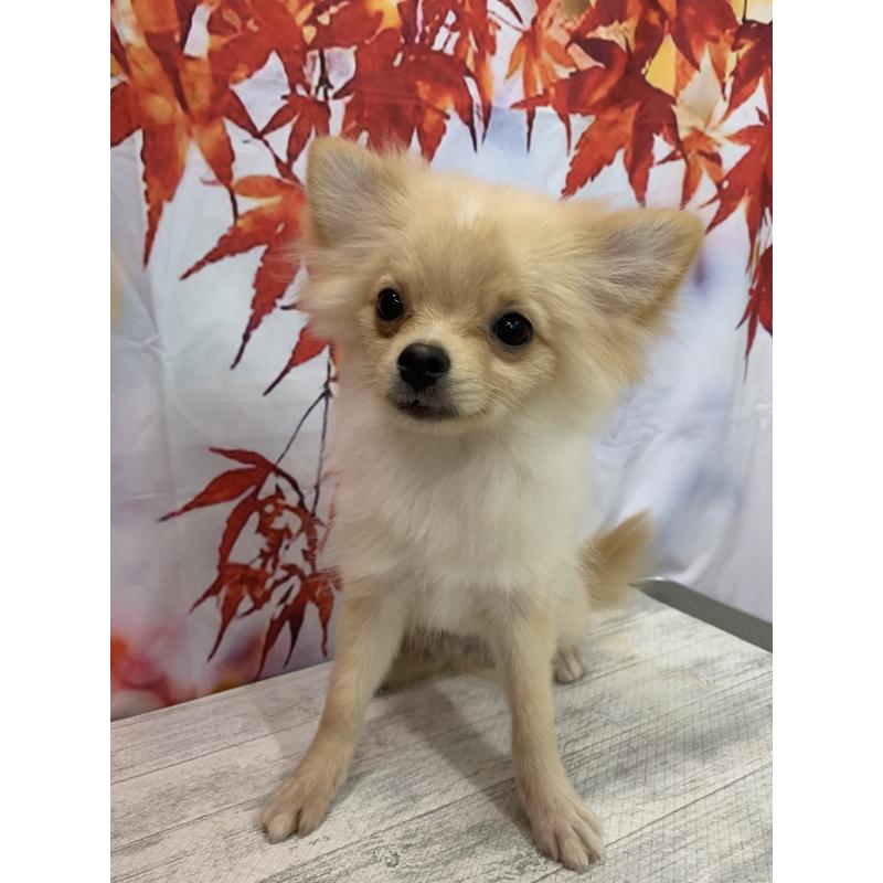 販売中の大阪府のポメチワ:ポメラニアン×チワワ-413022の9枚目