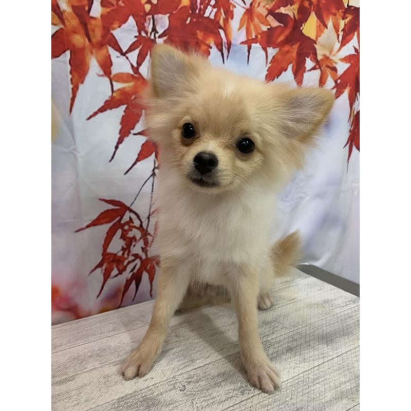 販売中の大阪府のポメチワ:ポメラニアン×チワワ-413022の8枚目