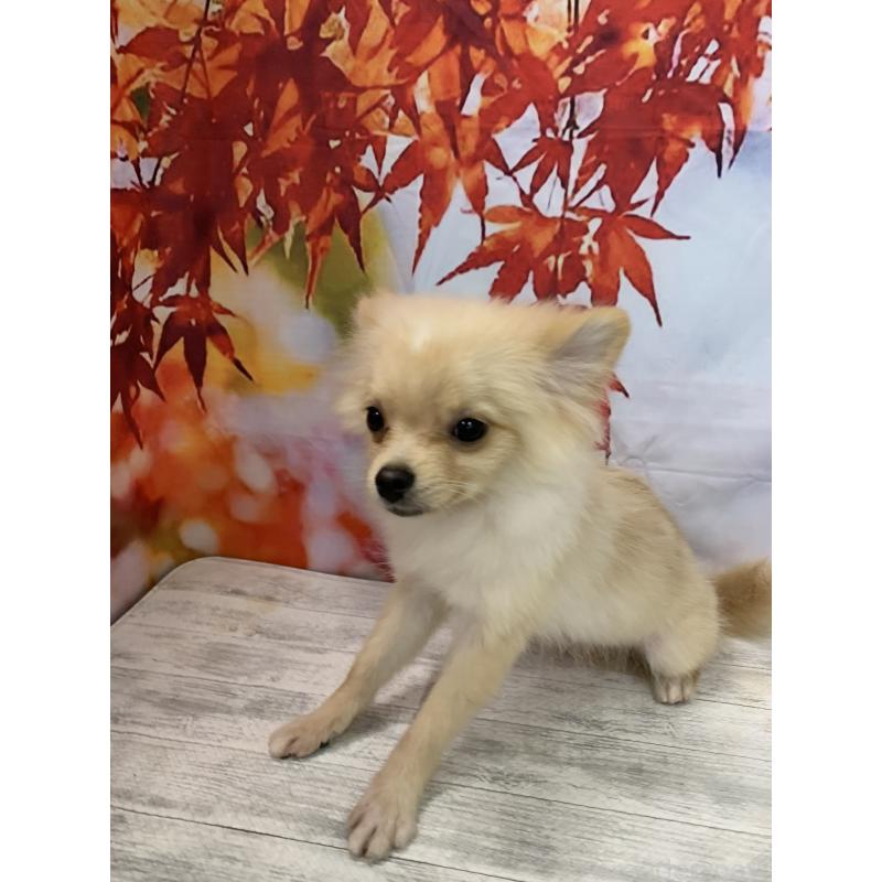 販売中の大阪府のポメチワ:ポメラニアン×チワワ-413022の7枚目