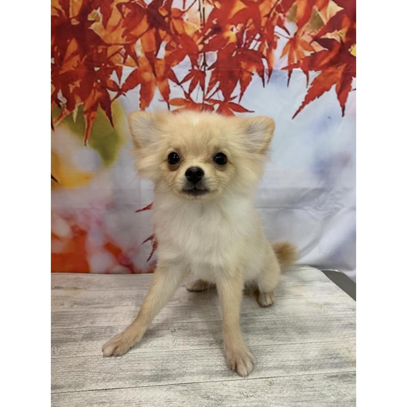 販売中の大阪府のポメチワ:ポメラニアン×チワワ-413022の6枚目