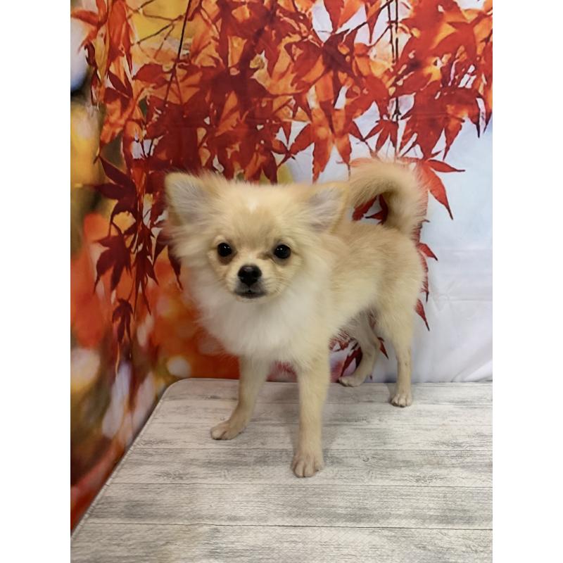 販売中の大阪府のポメチワ:ポメラニアン×チワワ-413022の5枚目