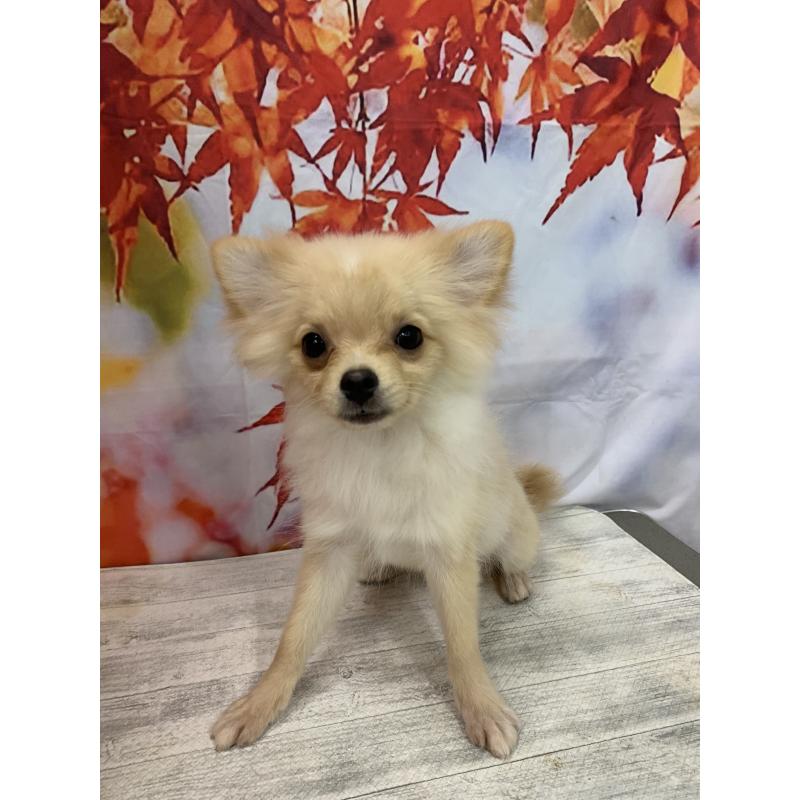 販売中の大阪府のポメチワ:ポメラニアン×チワワ-413022の4枚目