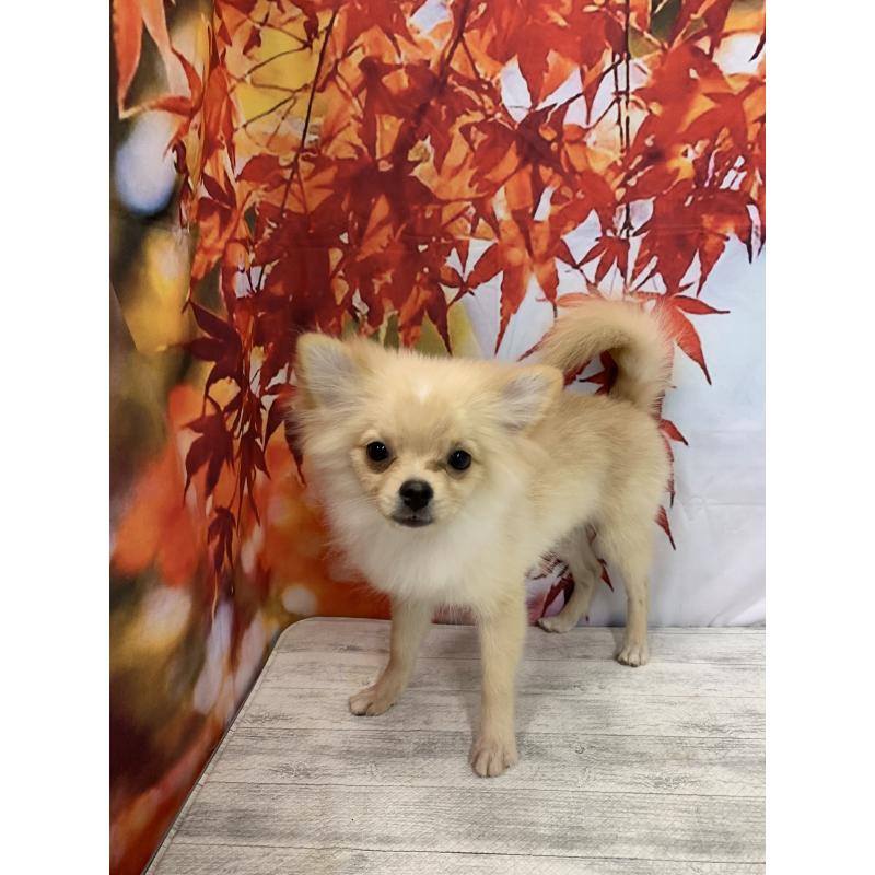 販売中の大阪府のポメチワ:ポメラニアン×チワワ-413022の3枚目