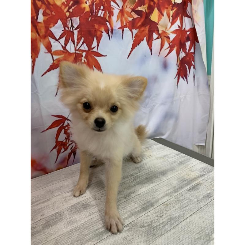 販売中の大阪府のポメチワ:ポメラニアン×チワワ-413022の2枚目