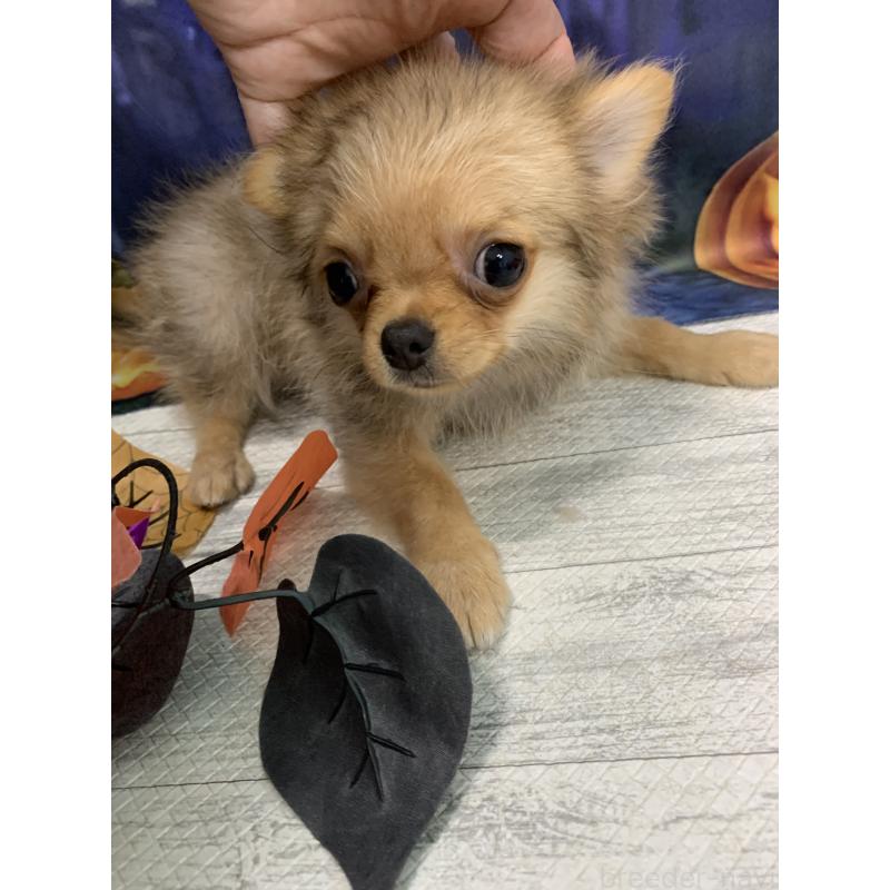 販売中の大阪府のポメチワ:ポメラニアン×チワワ-413024の3枚目
