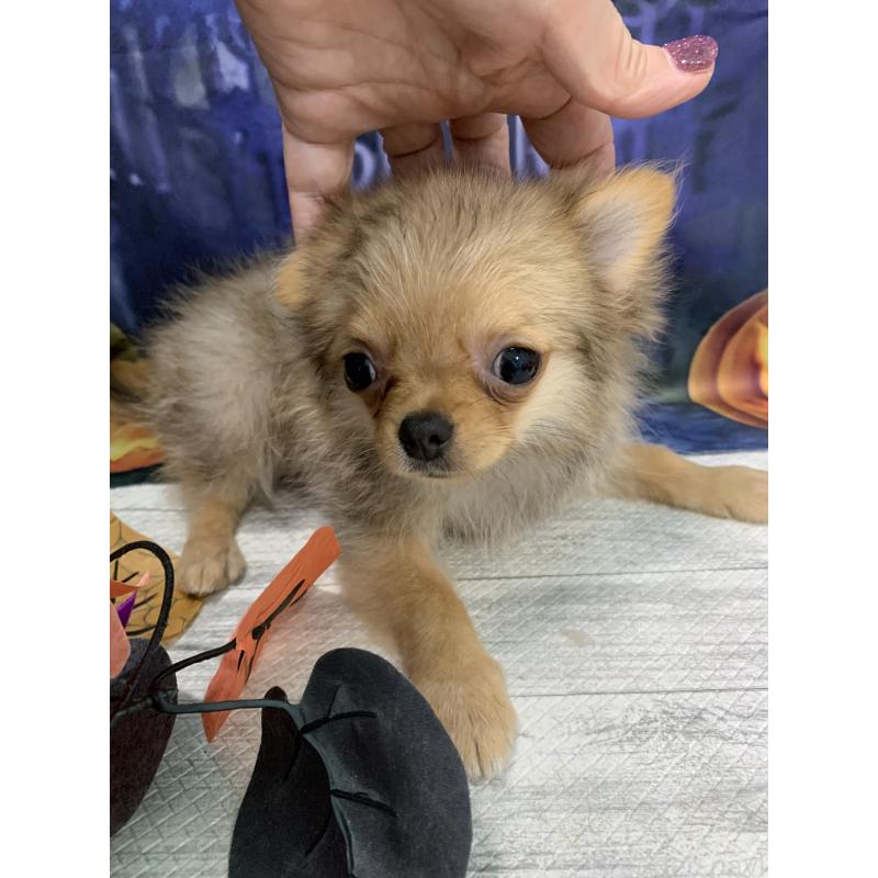 販売中の大阪府のポメチワ:ポメラニアン×チワワ-413024の2枚目