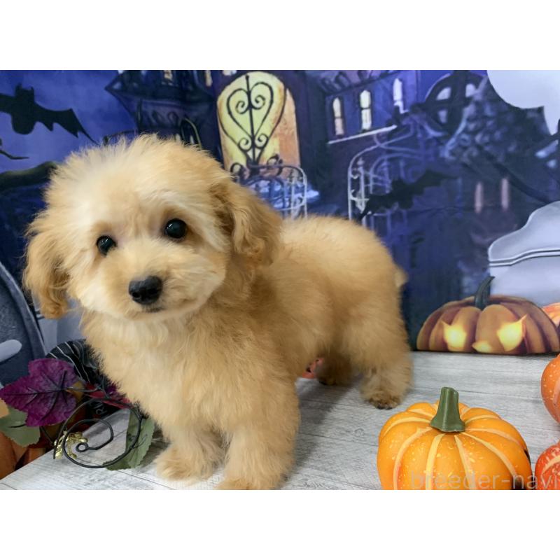 販売中の大阪府のタイニープードル-413034の12枚目