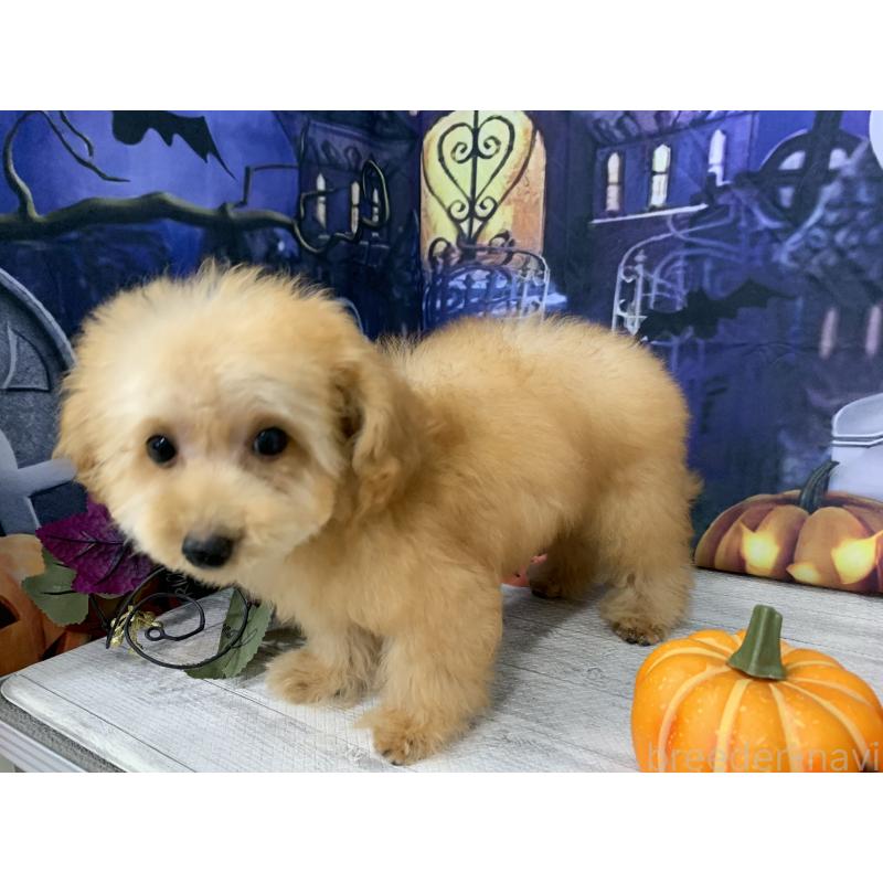 販売中の大阪府のタイニープードル-413034の11枚目