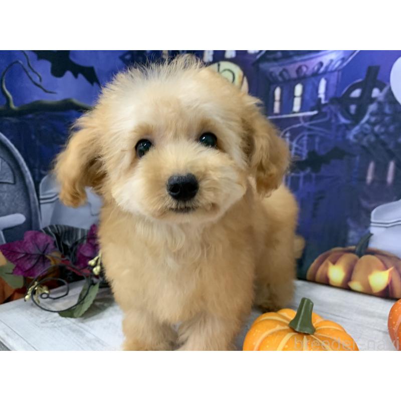 販売中の大阪府のタイニープードル-413034の10枚目