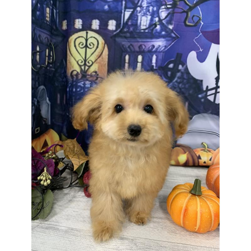 販売中の大阪府のタイニープードル-413034の9枚目