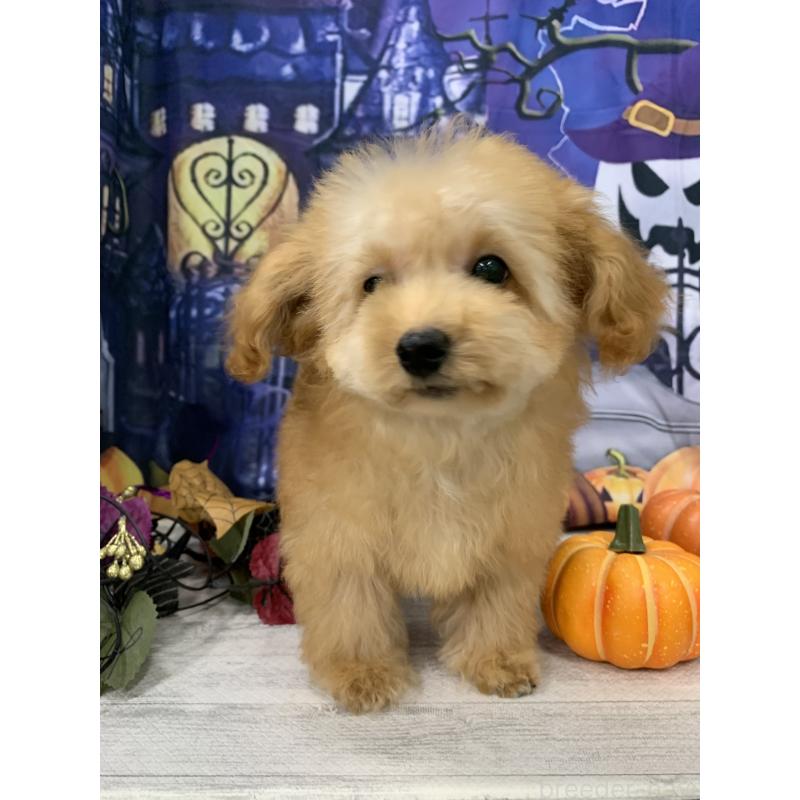 販売中の大阪府のタイニープードル-413034の8枚目