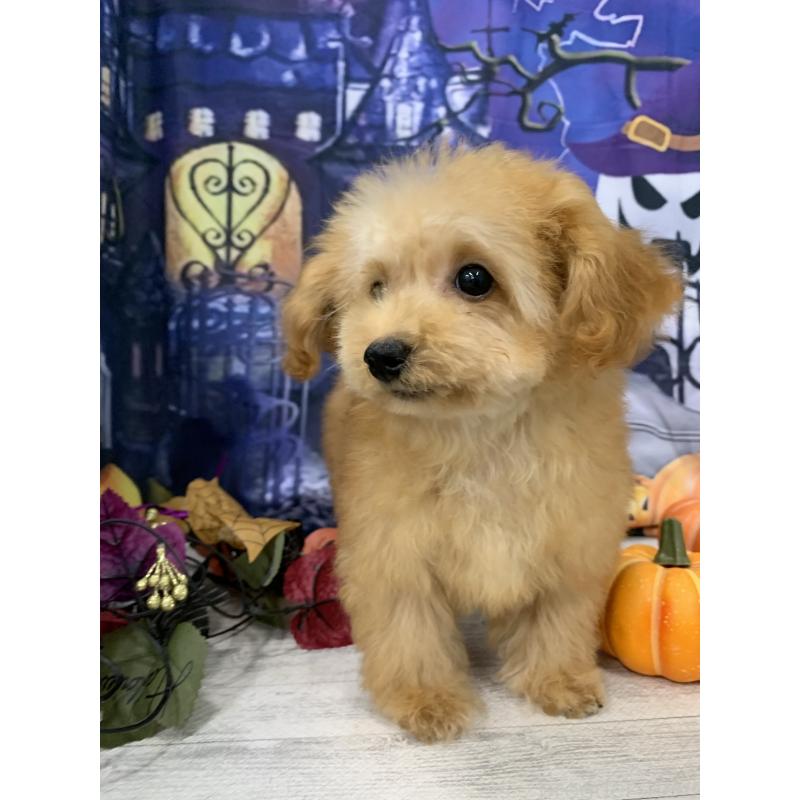 販売中の大阪府のタイニープードル-413034の7枚目