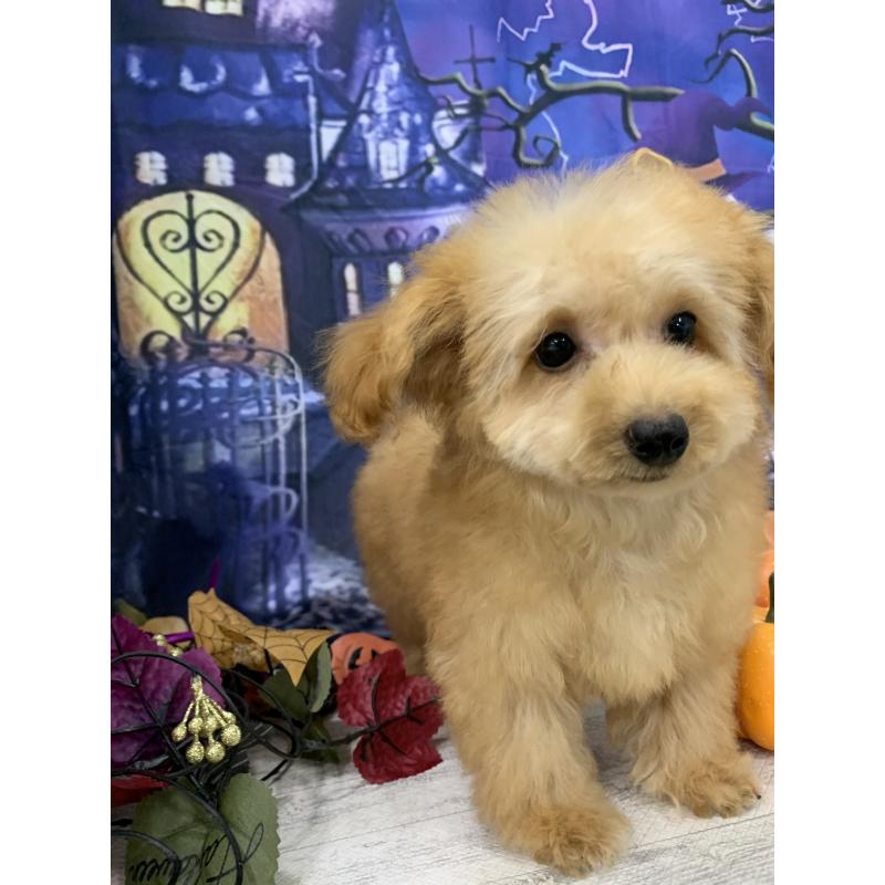 販売中の大阪府のタイニープードル-413034の6枚目