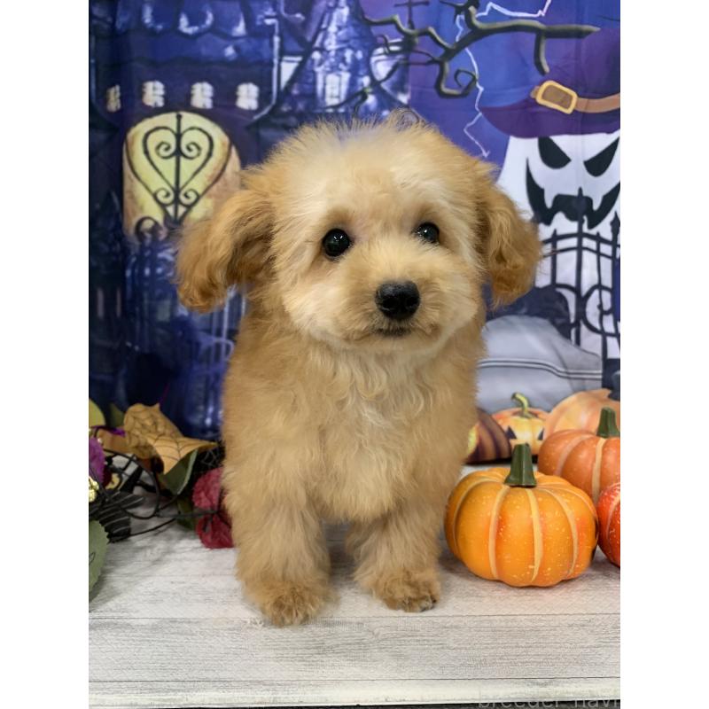 販売中の大阪府のタイニープードル-413034の5枚目