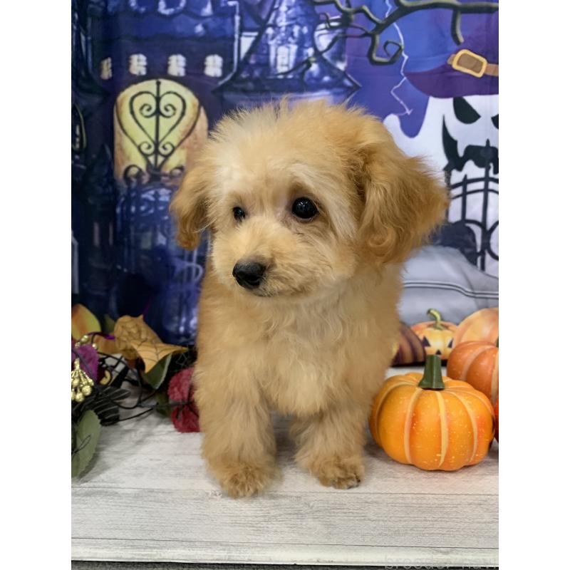 販売中の大阪府のタイニープードル-413034の4枚目