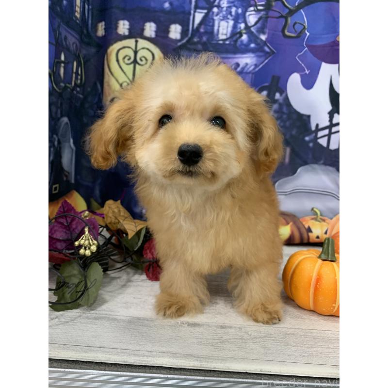 販売中の大阪府のタイニープードル-413034の3枚目