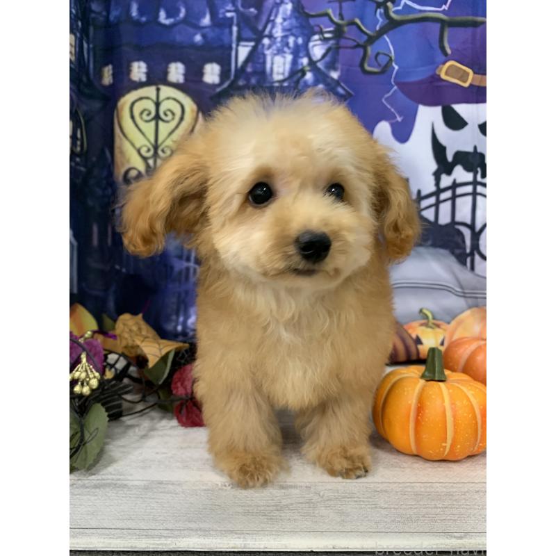 販売中の大阪府のタイニープードル-413034の2枚目