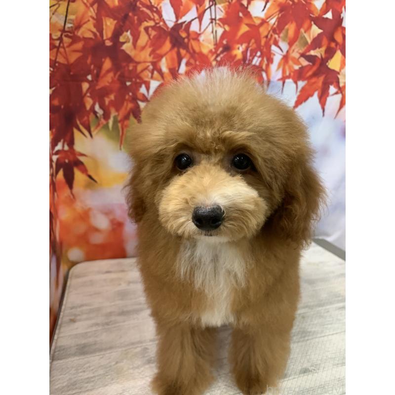 販売中の大阪府のタイニープードル-413032の12枚目