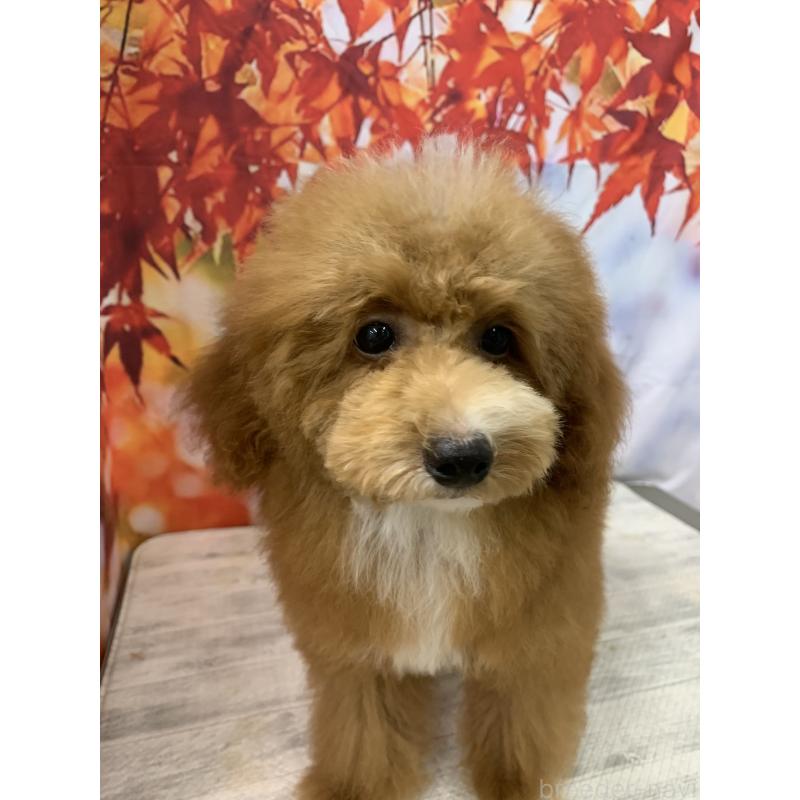 販売中の大阪府のタイニープードル-413032の11枚目