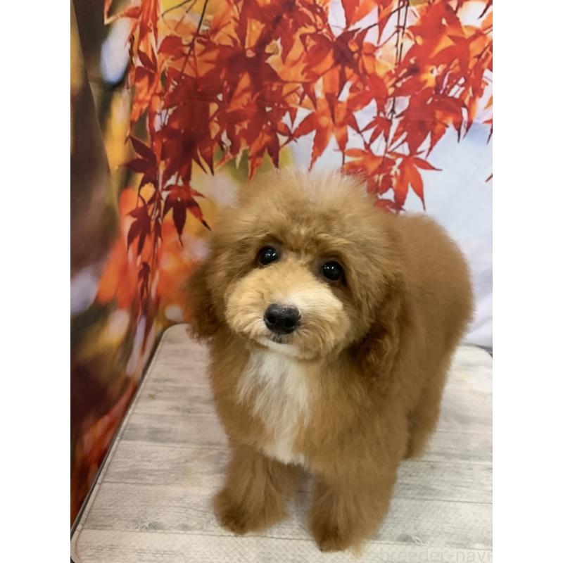 販売中の大阪府のタイニープードル-413032の10枚目