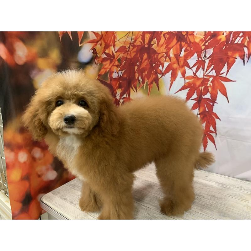 販売中の大阪府のタイニープードル-413032の9枚目