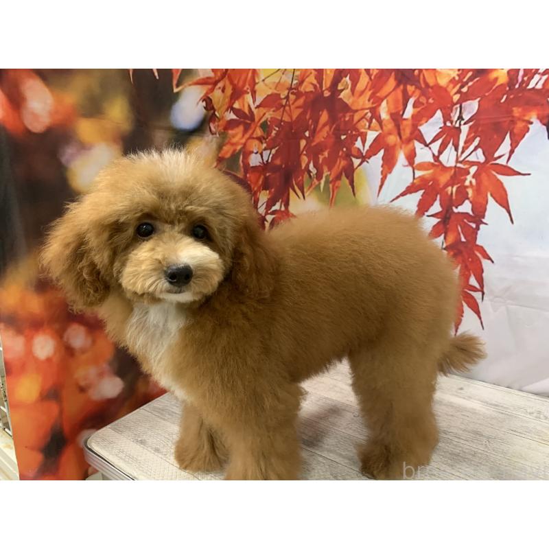 販売中の大阪府のタイニープードル-413032の8枚目