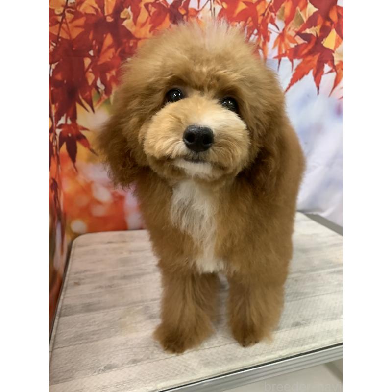 販売中の大阪府のタイニープードル-413032の7枚目