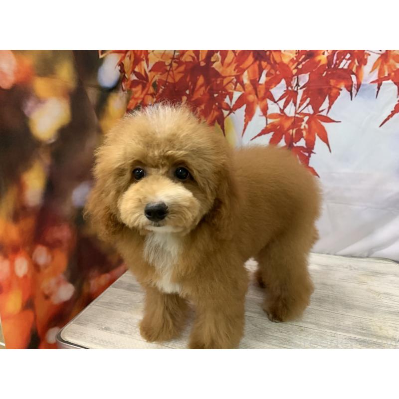 販売中の大阪府のタイニープードル-413032の6枚目