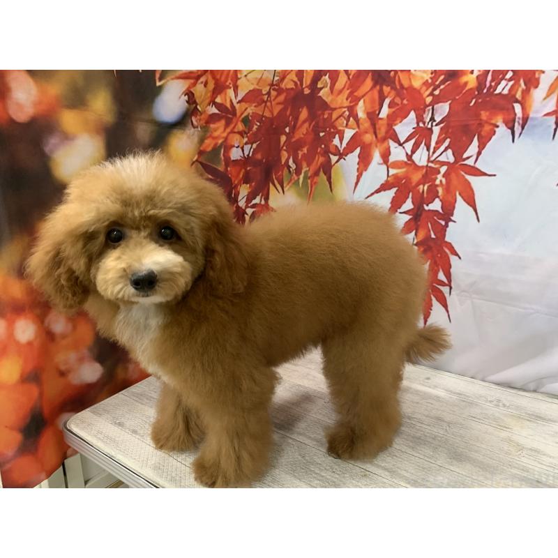 販売中の大阪府のタイニープードル-413032の5枚目