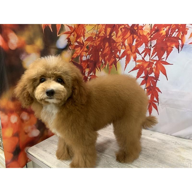 販売中の大阪府のタイニープードル-413032の4枚目