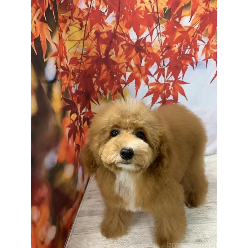 販売中の大阪府のタイニープードル-413032の3枚目