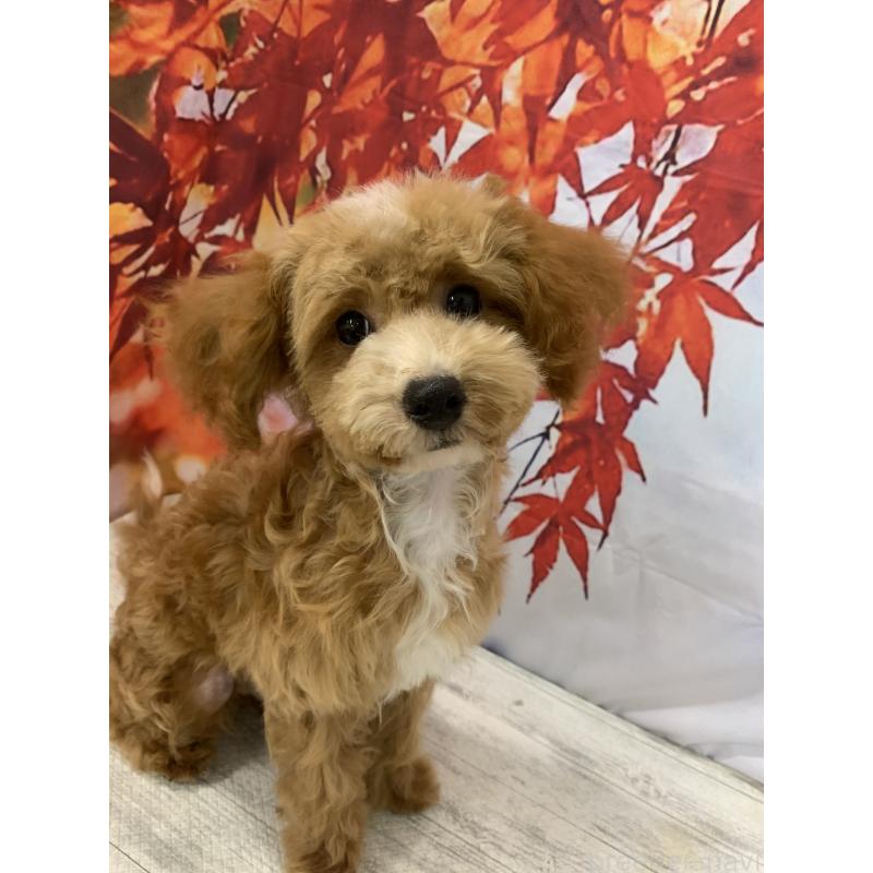 販売中の大阪府のタイニープードル-413037の13枚目