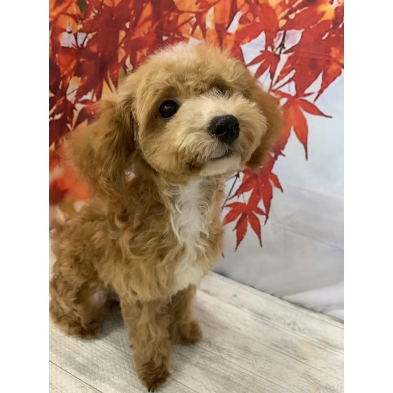 販売中の大阪府のタイニープードル-413037の12枚目