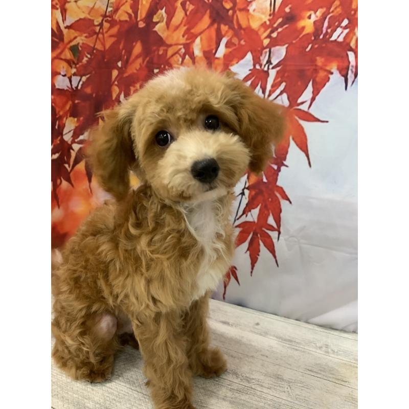 販売中の大阪府のタイニープードル-413037の11枚目